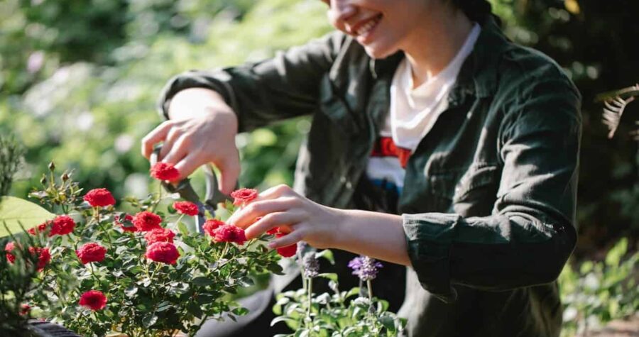 Woman smiling, pruning red flowers with garden shears, wearing a green shirt and white t-shirt, surrounded by green plants in a sunlit garden