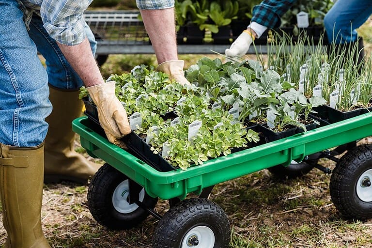 Gardeners in gloves handling trays of vegetable seedlings in black containers on a green garden cart outdoors
