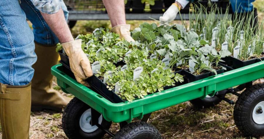 Gardeners in gloves handling trays of vegetable seedlings in black containers on a green garden cart outdoors