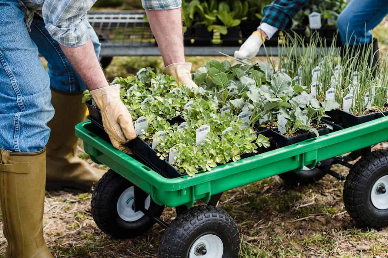 Gardeners in gloves handling trays of vegetable seedlings in black containers on a green garden cart outdoors