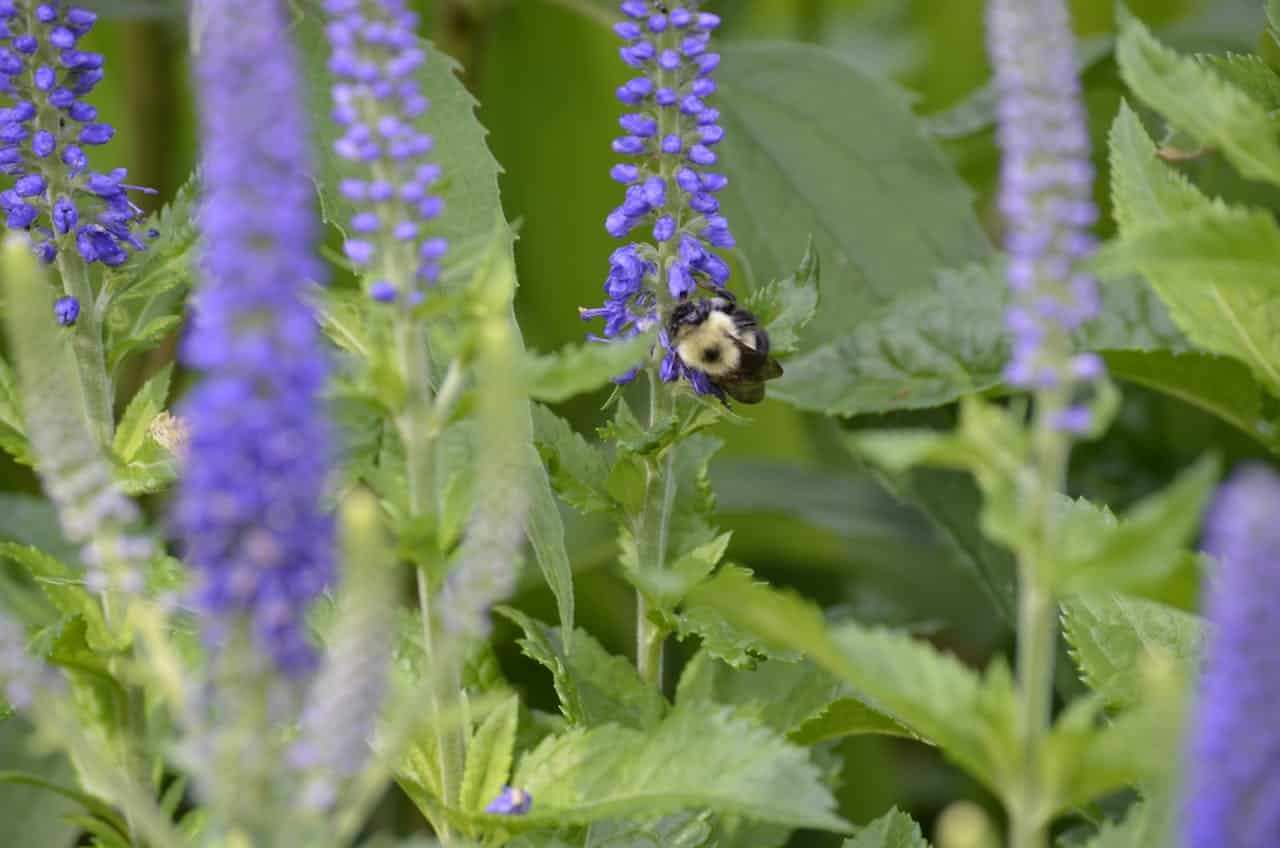 Veronica Longifolia with black and yellow markings collecting nectar from purple flower spikes among green foliage 