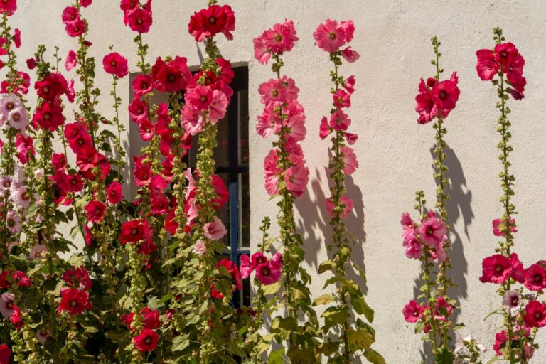 Tall pink and red hollyhock flowers growing against a cream-colored stucco wall with a small window visible between stems