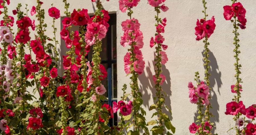 Tall pink and red hollyhock flowers growing against a cream-colored stucco wall with a small window visible between stems