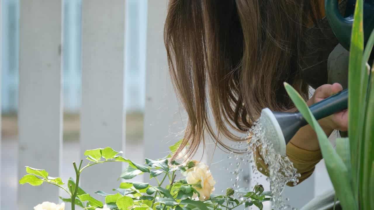 Woman with long brown hair, leaning over to water yellow flowers with a dark green watering can, garden in foreground, white picket fence in background, close-up of hand and plant