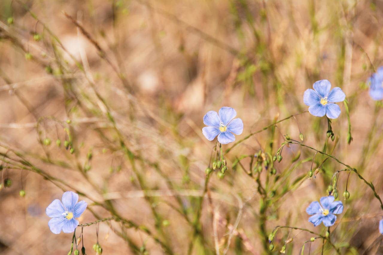 Delicate pale blue flax flowers with yellow centers blooming among dry grass and green stems in a meadow