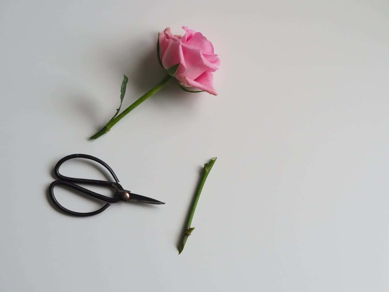 A pink rose with a partially cut stem, a pair of scissors next to it on a white surface, the stem is freshly trimmed, showing the action of cutting or pruning, a simple and clean image focusing on a single flower and gardening tool