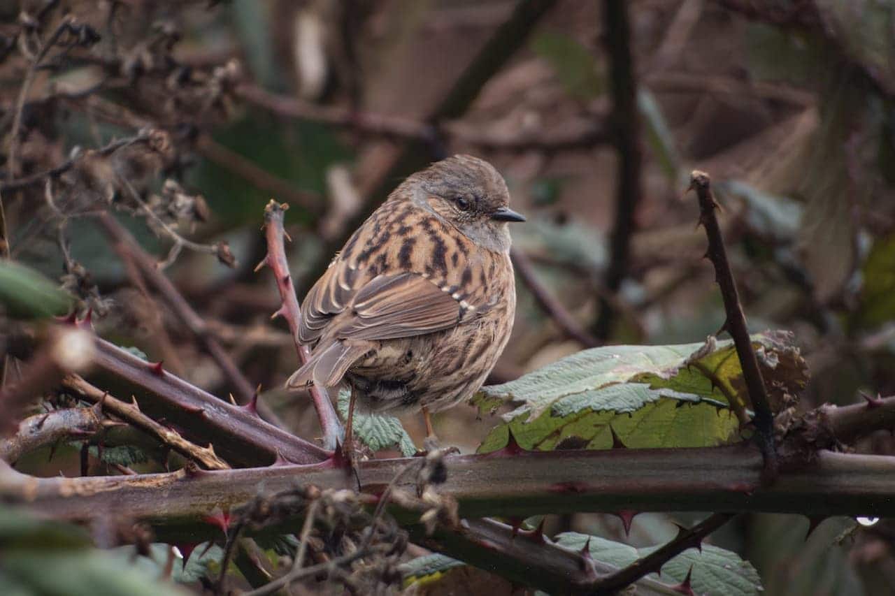 Small brown speckled bird perched on thorny bramble branch with faded green leaves in natural undergrowth setting