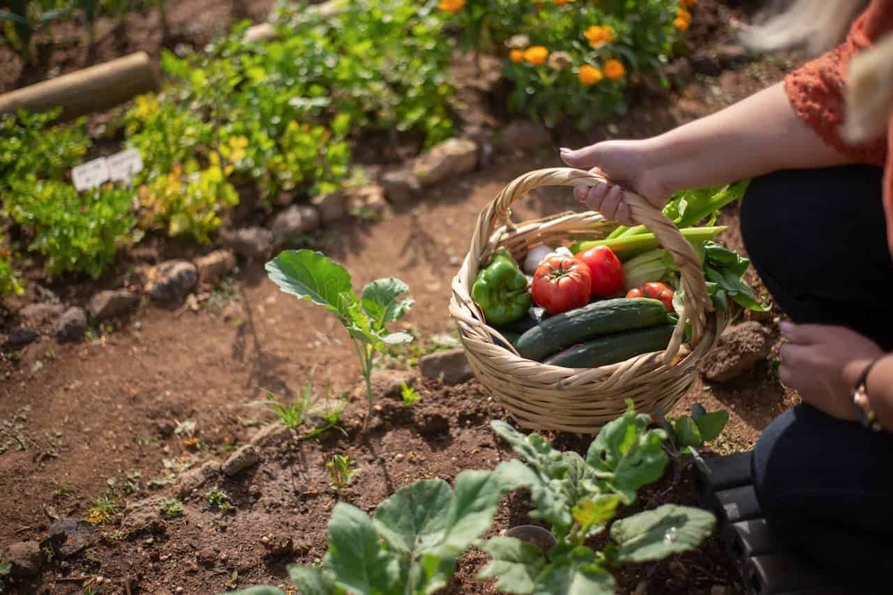 Person holding woven basket of harvested vegetables including tomatoes, cucumbers, and bell peppers in a home garden