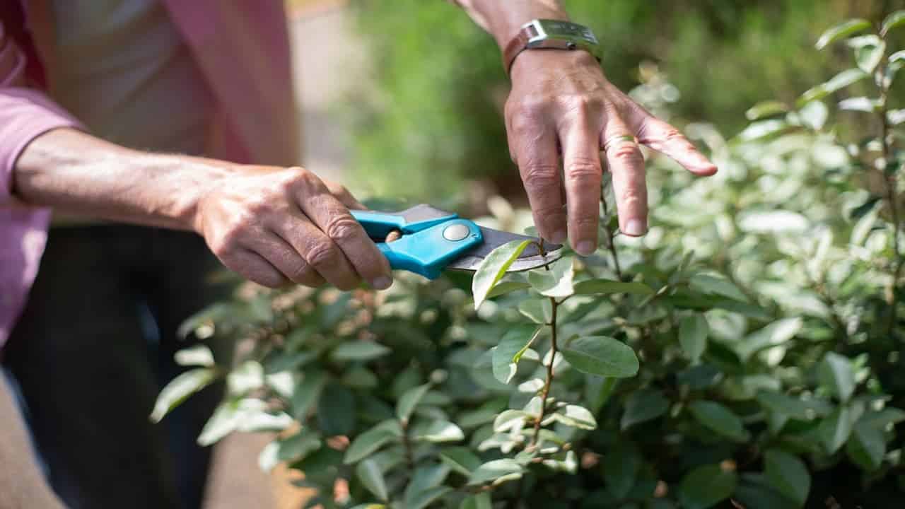Person trimming a green shrub with blue pruning shears, wearing a pink shirt and watch, focusing on cutting a branch tip, bright outdoor garden setting