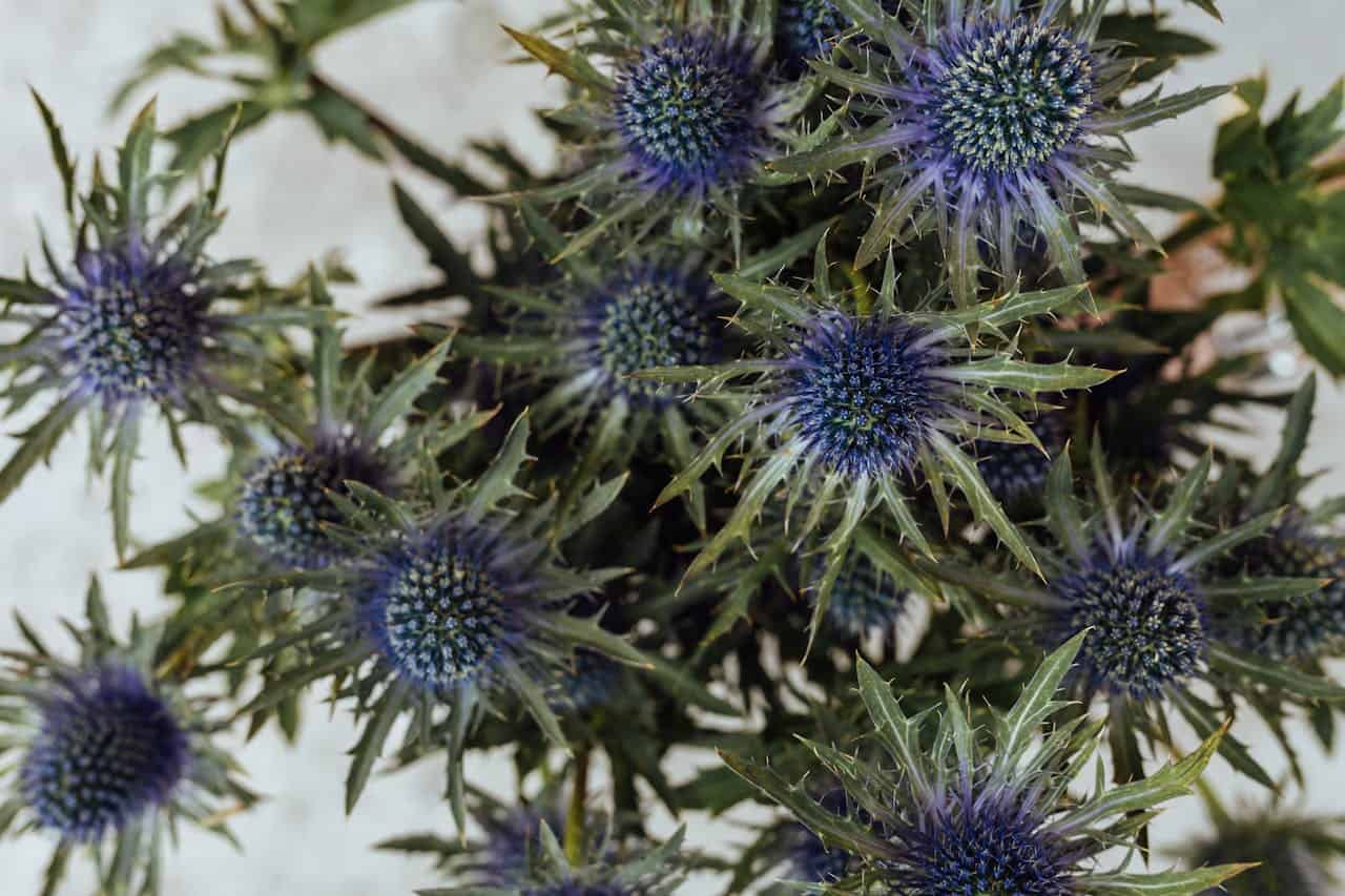 Cluster of sea holly (eryngium) flowers with spiky blue-purple centers and sharp, thistle-like green bracts against light background