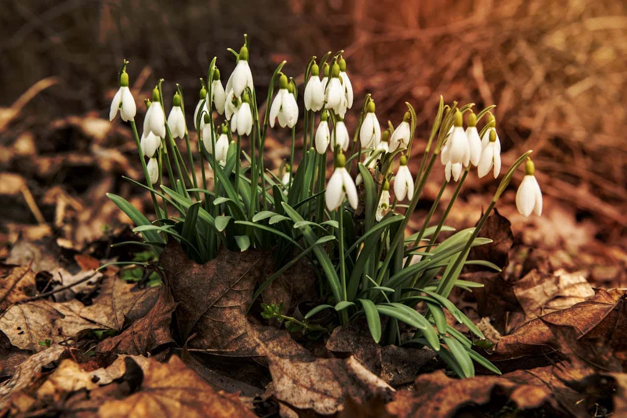 Cluster of white snowdrop flowers growing through brown fallen leaves on the forest floor, under warm, soft lighting
