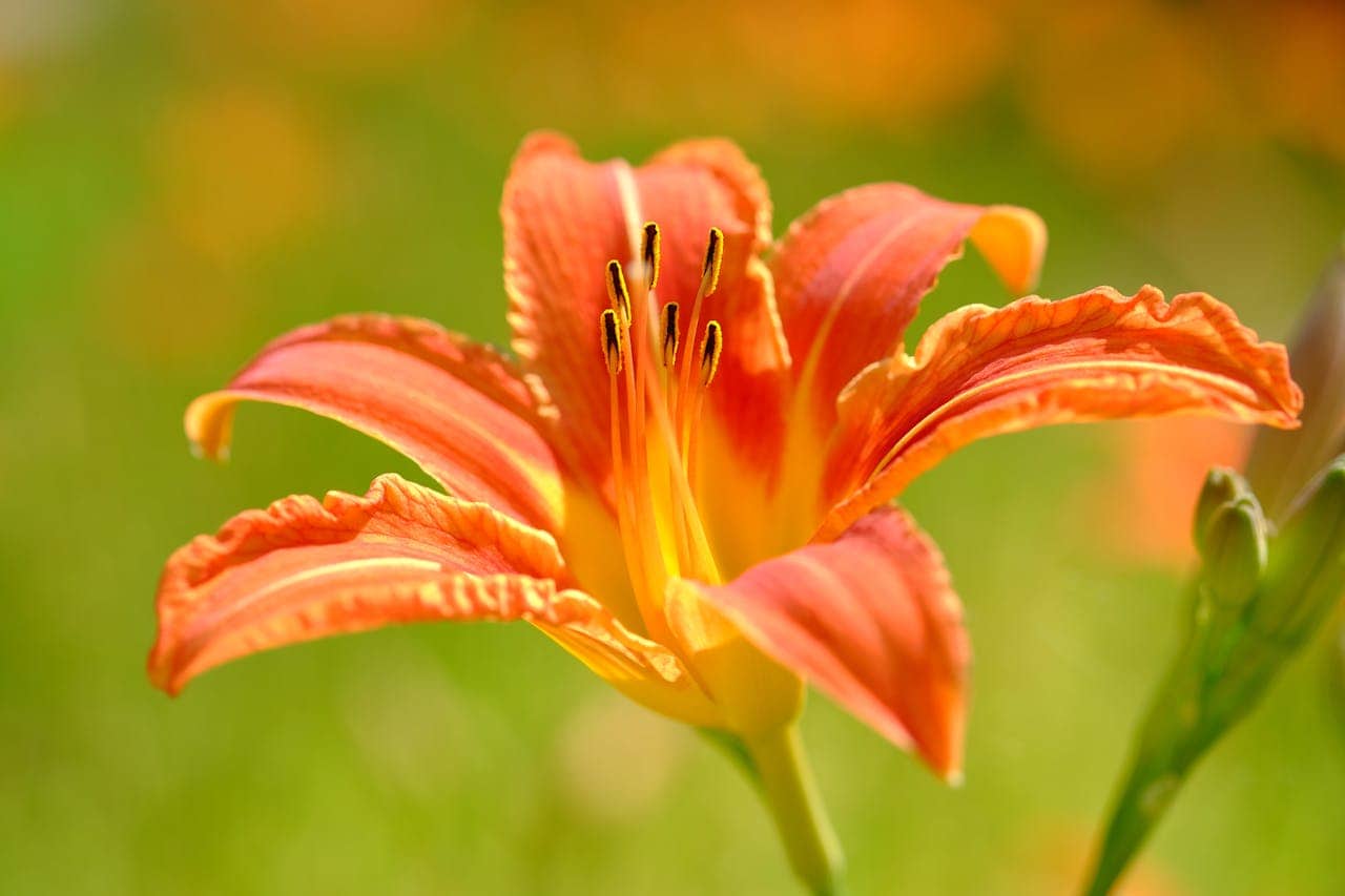 Orange daylily flower with six petals and prominent dark stamens against a soft green blurred background