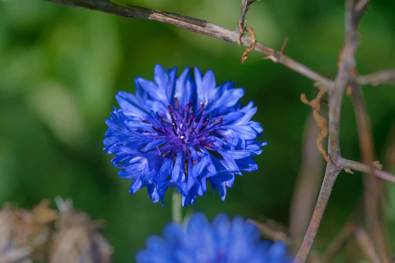 Close-up of vibrant Bachelor's Button (Centaurea Cyanus) with purple center against blurred green background, brown stems visible to the right