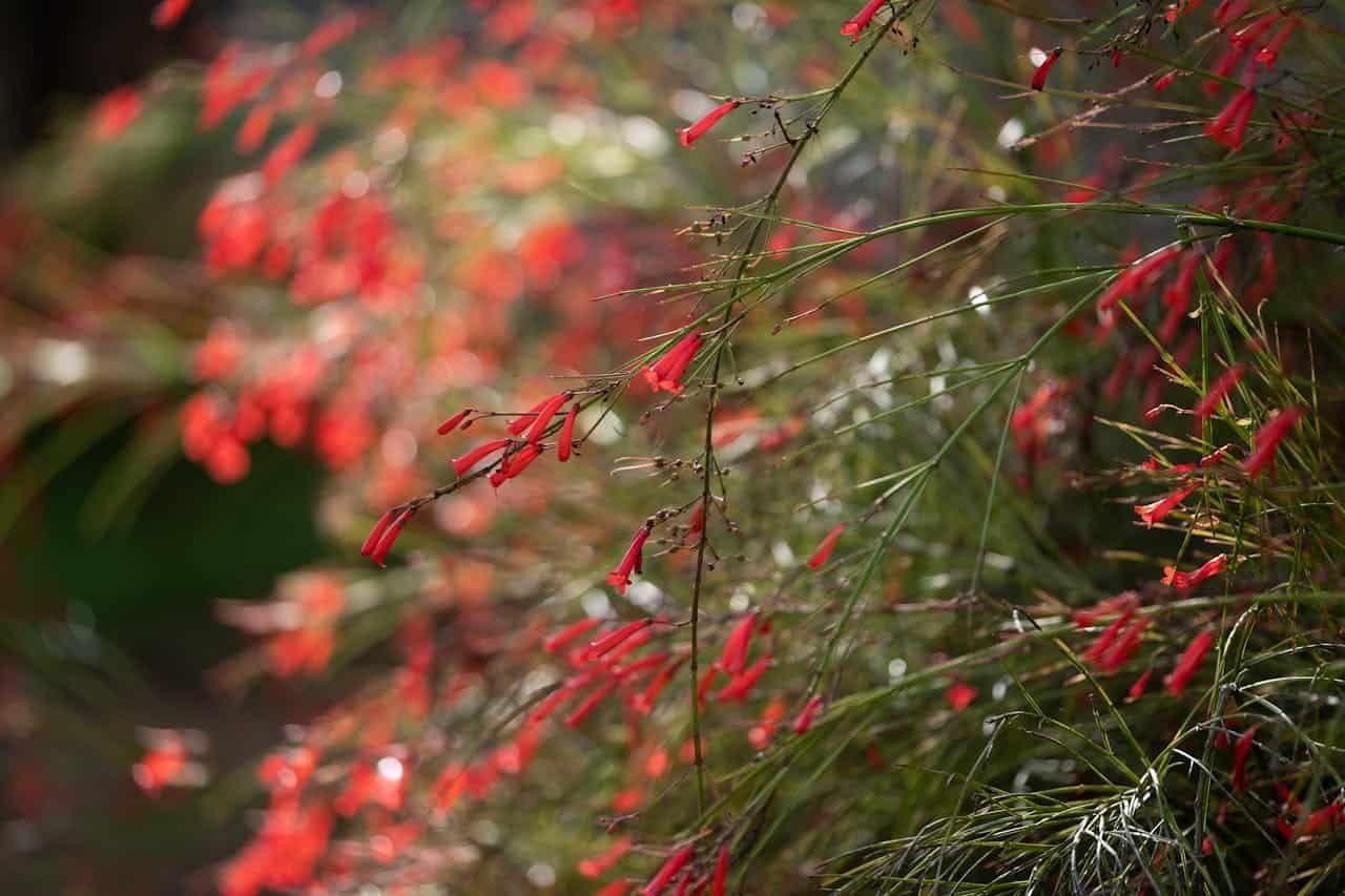 Slender red firecracker plant flowers dangling from thin green stems with blurred bokeh background of similar blooms