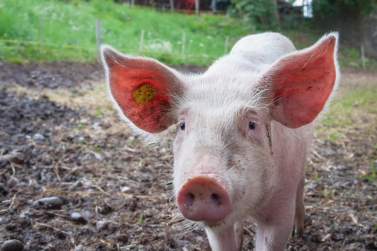 A close-up of a pig with a yellow ear tag, standing on muddy ground with green grass in the background, the pig is facing the camera with its ears perked up and eyes focused, dirt on its snout, showcasing the animal in a farm setting