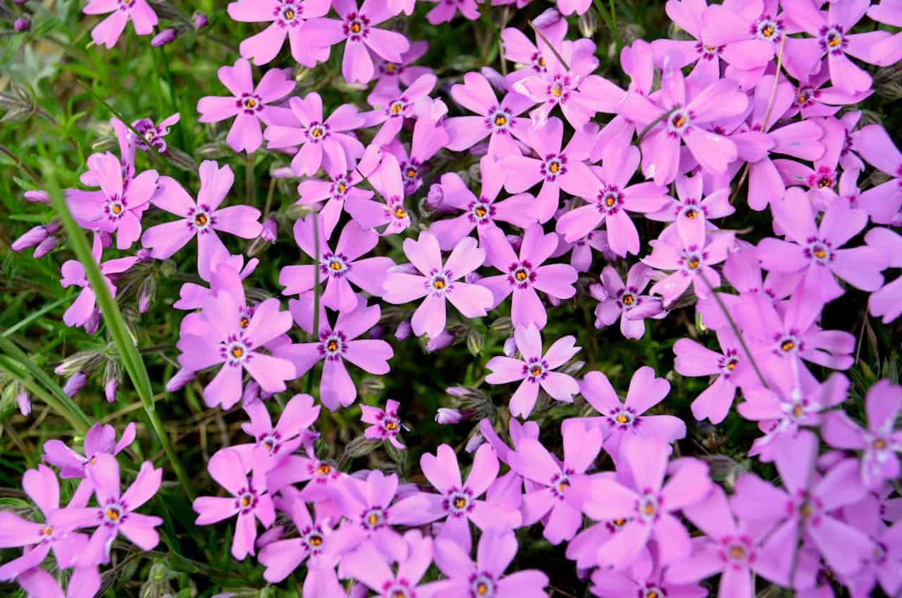 Dense carpet of pink Phlox procumbens 'Variegata' flowers with five petals and dark centers, growing among green stems and foliage