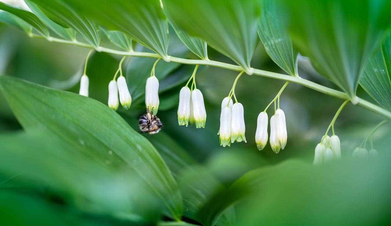 Delicate white Solomon’s Seal flowers hanging from a green stem with a small spider nestled among the blooms