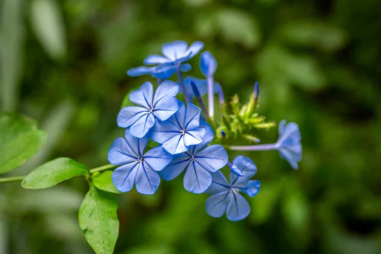 Delicate light blue plumbago flowers with five petals each, clustered together against a soft-focus green background