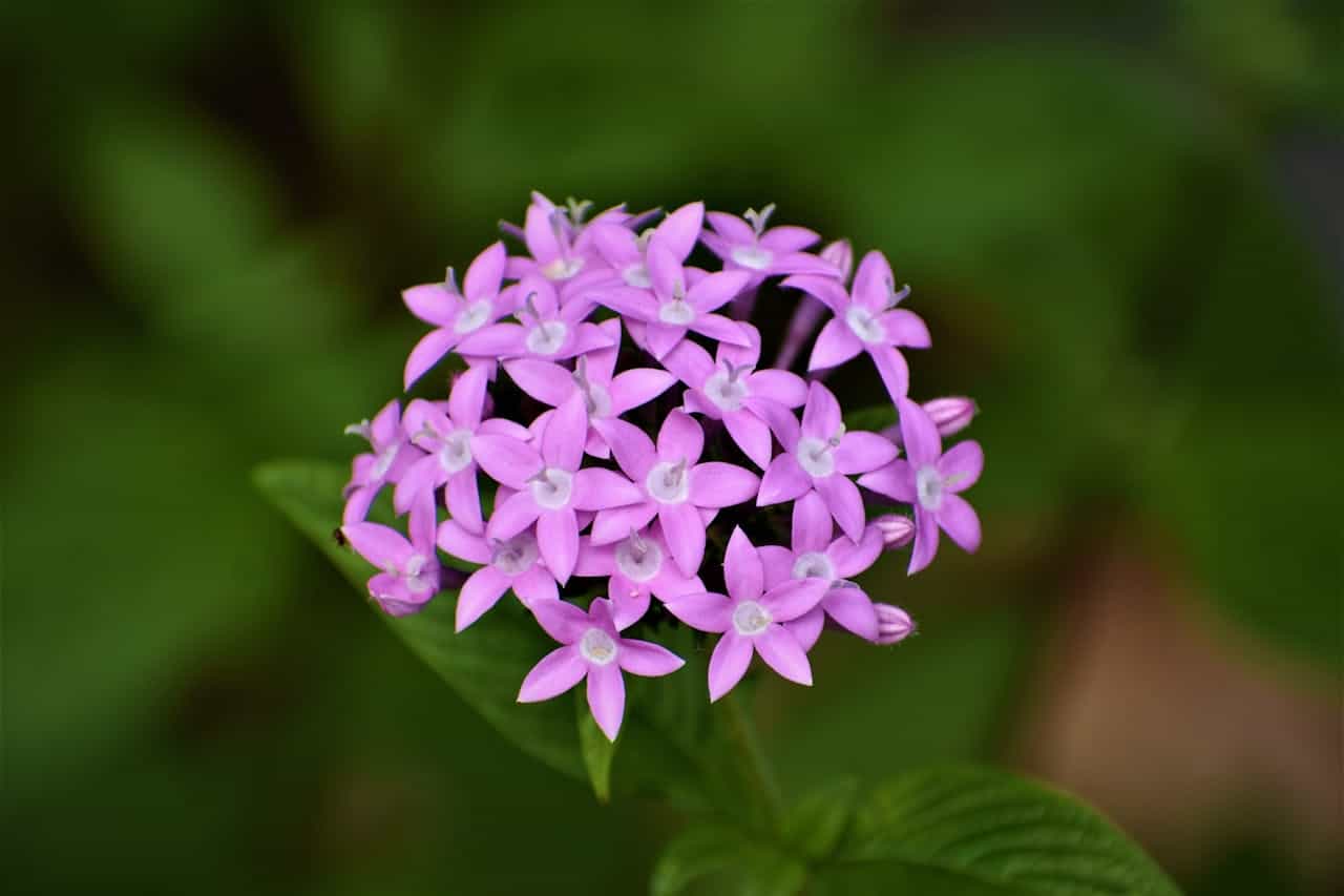 Close-up of a cluster of small, five-petaled, star-shaped, light purple flowers with pale centers, blooming against a blurred green background
