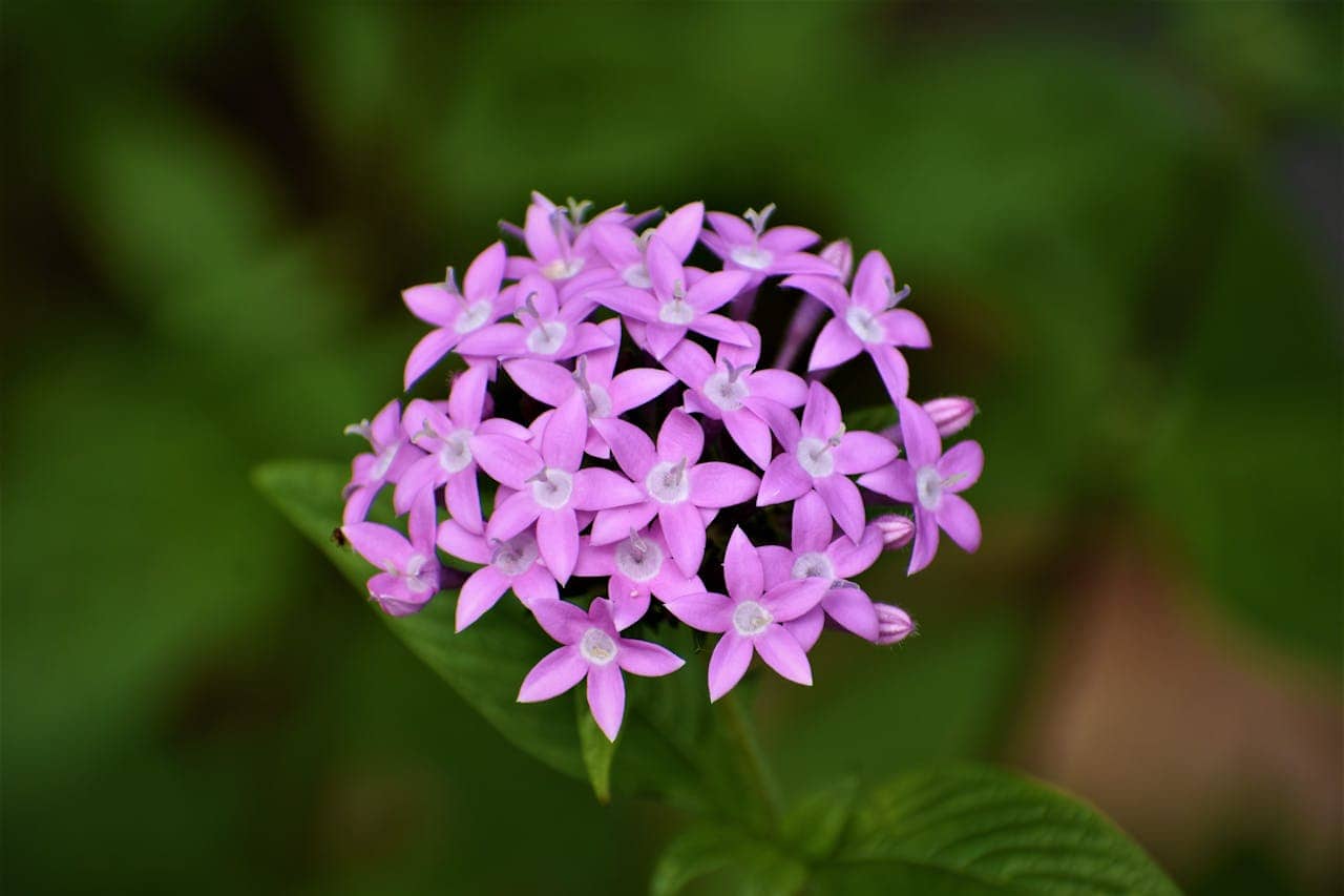 Close-up of a cluster of small, star-shaped, light purple flowers with pale centers, blooming against a blurred green background, surrounded by broad green leaves