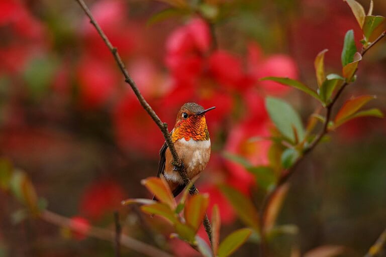 Hummingbird perched on a branch, bright red and orange feathers on the throat, red background with blurred flowers, bird gazing forward, soft focus on vibrant foliage