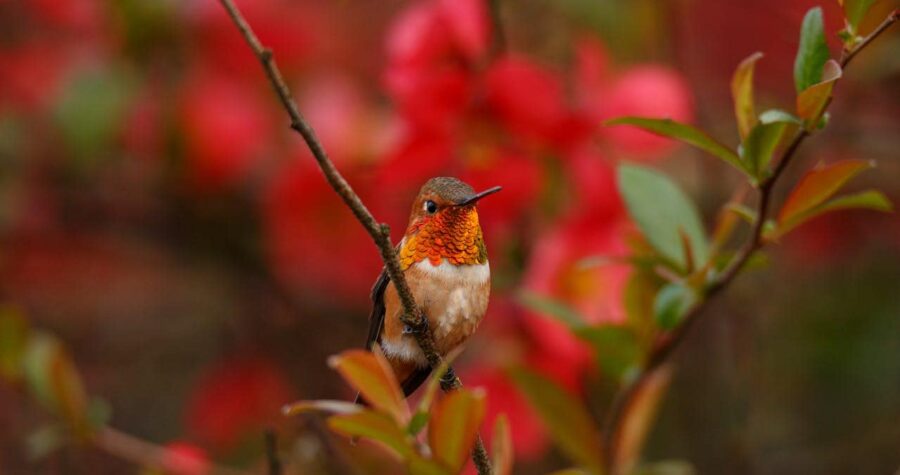 Hummingbird perched on a branch, bright red and orange feathers on the throat, red background with blurred flowers, bird gazing forward, soft focus on vibrant foliage