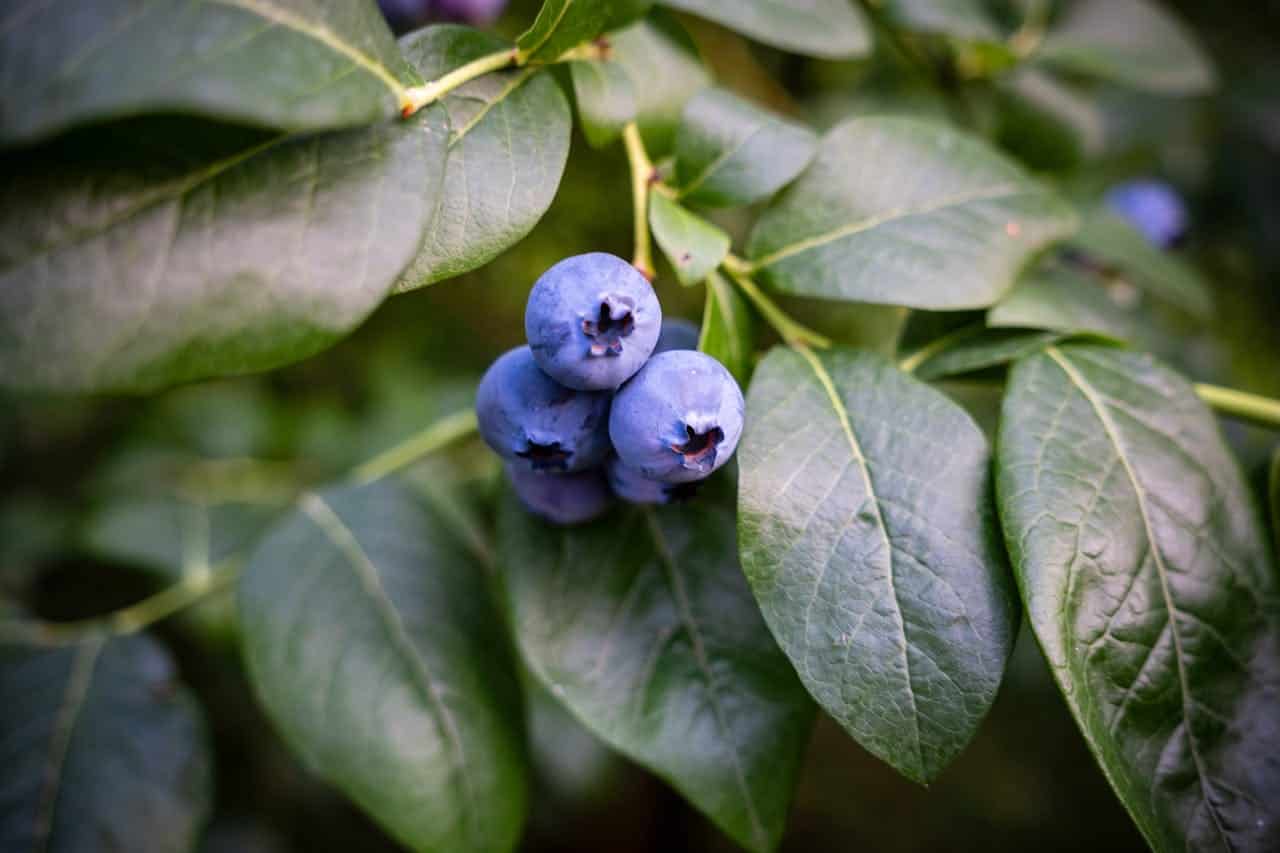 Cluster of ripe blueberries hanging from a leafy green plant, captured in a close-up view to highlight the fresh fruit and healthy foliage in a natural outdoor setting