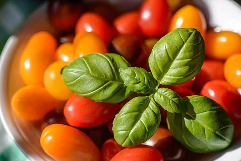 Fresh basil sprig atop colorful red and yellow cherry tomatoes in a white bowl, viewed from above