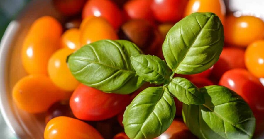 Fresh basil sprig atop colorful red and yellow cherry tomatoes in a white bowl, viewed from above