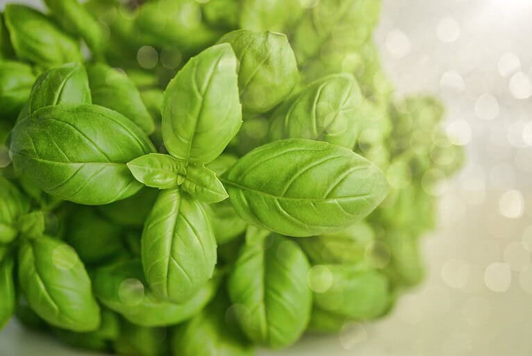 Close-up of fresh basil leaves with distinctive veins and oval shape, bright green against soft bokeh background