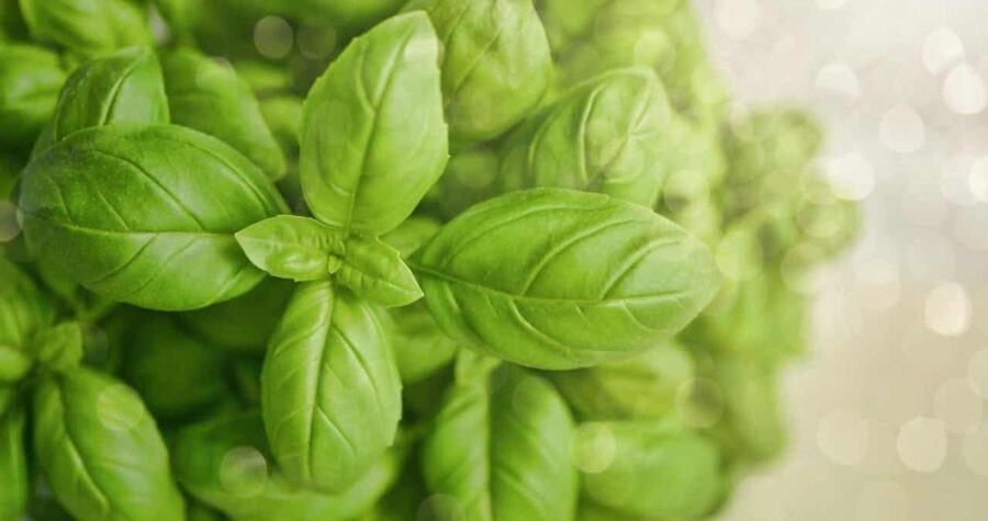 Close-up of fresh basil leaves with distinctive veins and oval shape, bright green against soft bokeh background