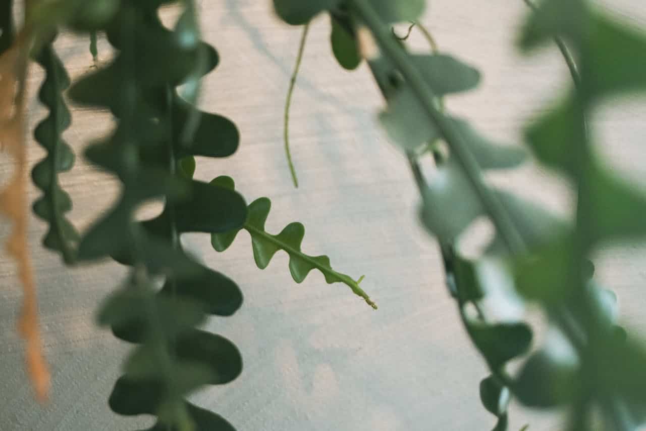 Close-up of fishbone cactus stems with distinctive zigzag edges against light-colored wall, creating interesting shadows and patterns