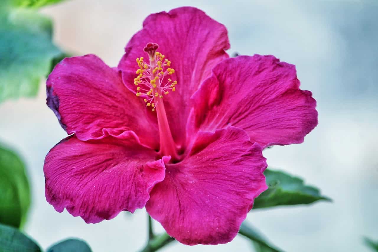 Vibrant Tropical hibiscus flower in bloom displaying prominent stamen with yellow pollen tips against blurred green foliage background