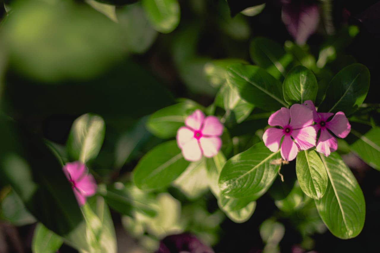 Pink periwinkle flowers with bright centers blooming among glossy green leaves in dappled sunlight against dark background