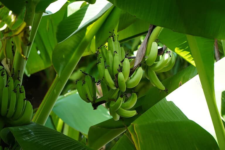 Clusters of unripe green bananas growing on a banana tree surrounded by large broad leaves, capturing a close-up view of fruit development in a tropical outdoor environment