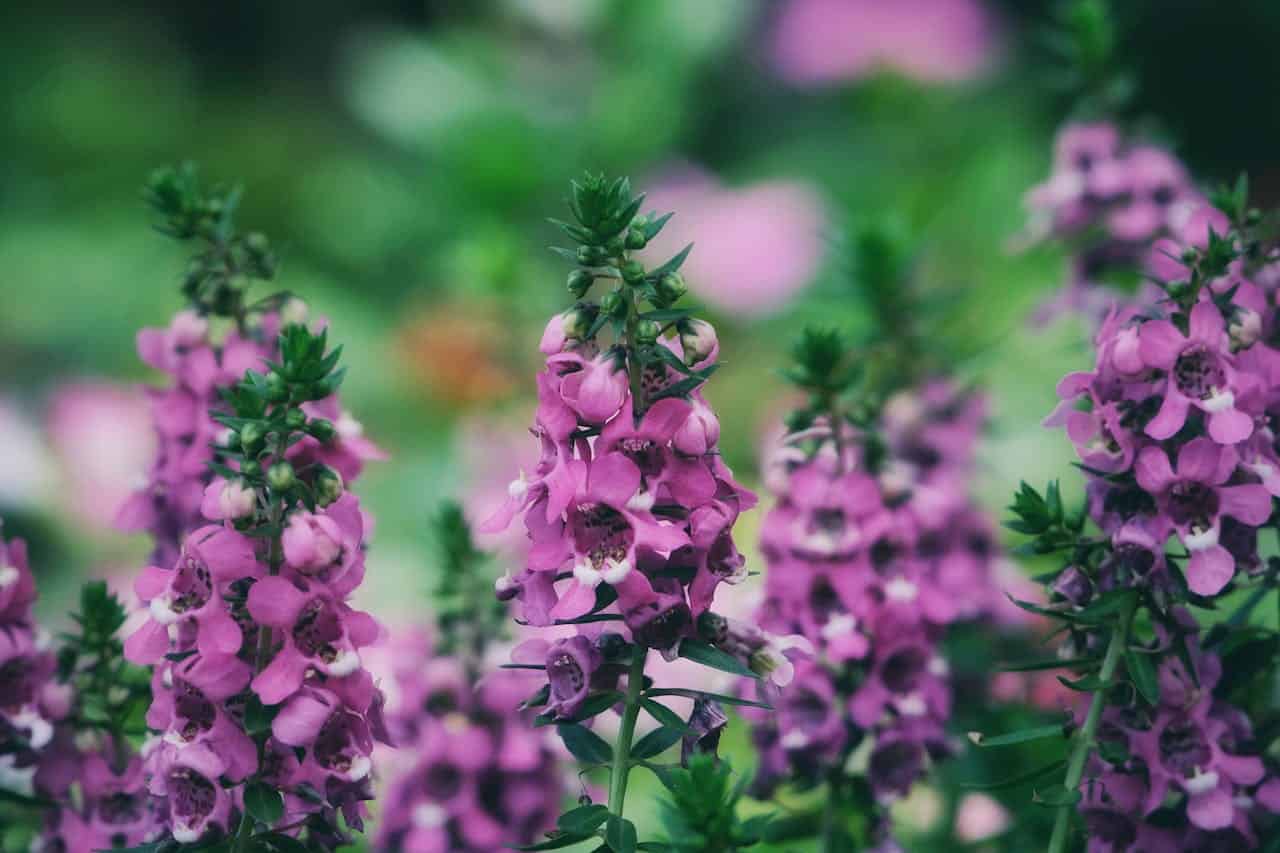 Purple Narrowleaf Angelonia flowers growing in vertical spikes with spotted throats against blurred green garden background