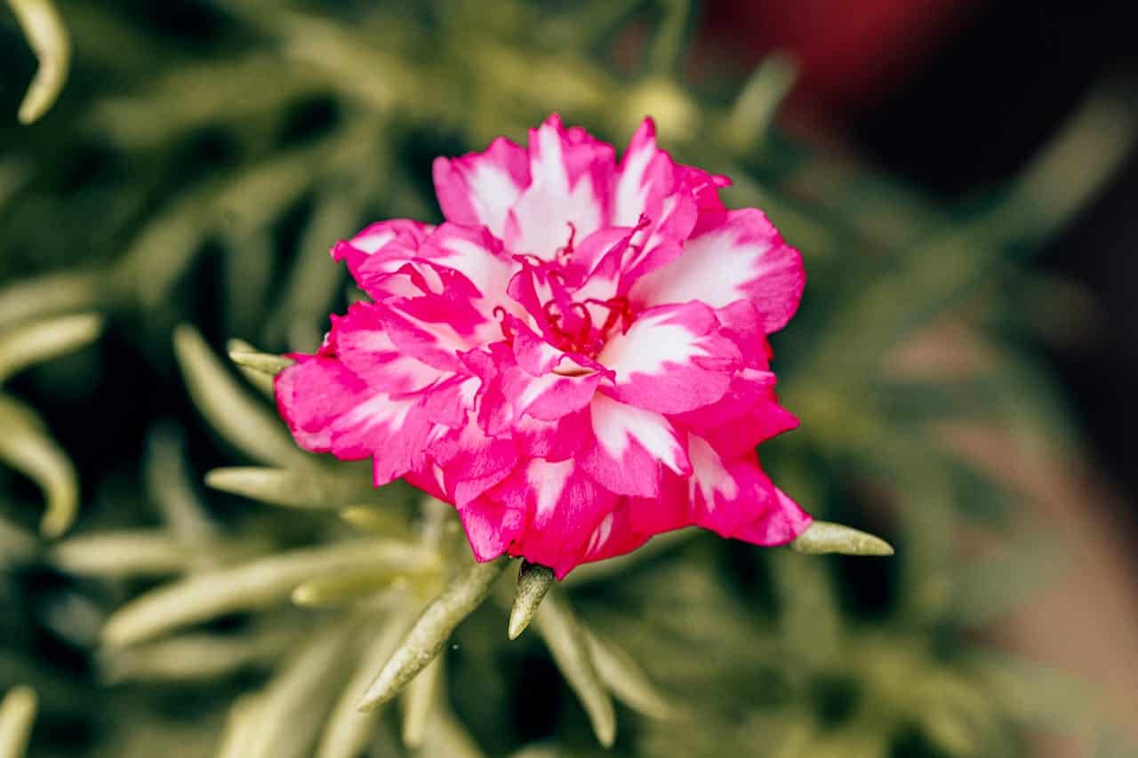 Close-up of a vibrant pink and white Portulaca grandiflora flower, fully bloomed, with delicate petals layered in a radial pattern, surrounded by slender green succulent leaves, set against a soft-focus natural background