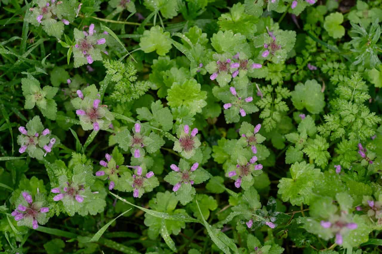 Close-up of withered purple flower clusters, dried green foliage, neglected ground cover with shriveled blooms, damaged or dying low-growing plants