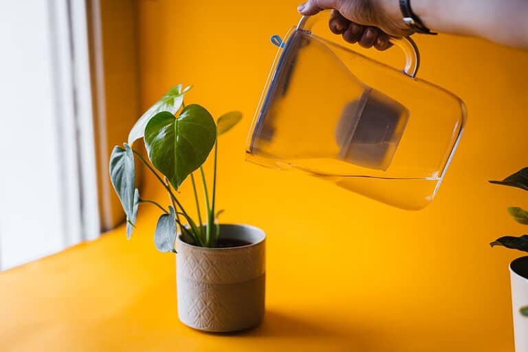 Hand pouring water from glass pitcher onto heart-shaped leaf philodendron plant in textured gray pot against vibrant yellow background