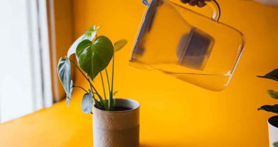 Hand pouring water from glass pitcher onto heart-shaped leaf philodendron plant in textured gray pot against vibrant yellow background