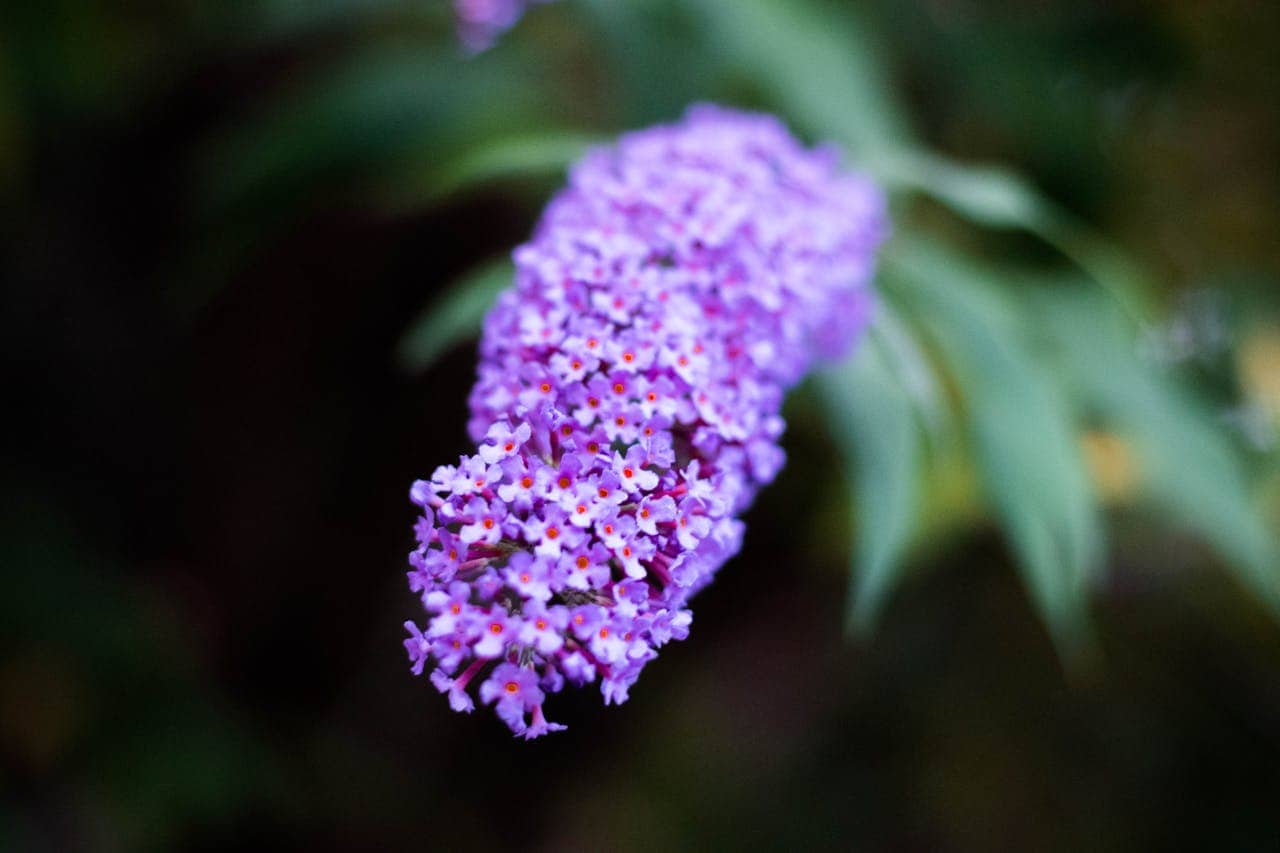 Purple Buddleia bloom with tiny clustered flowers featuring orange centers against blurred green foliage background