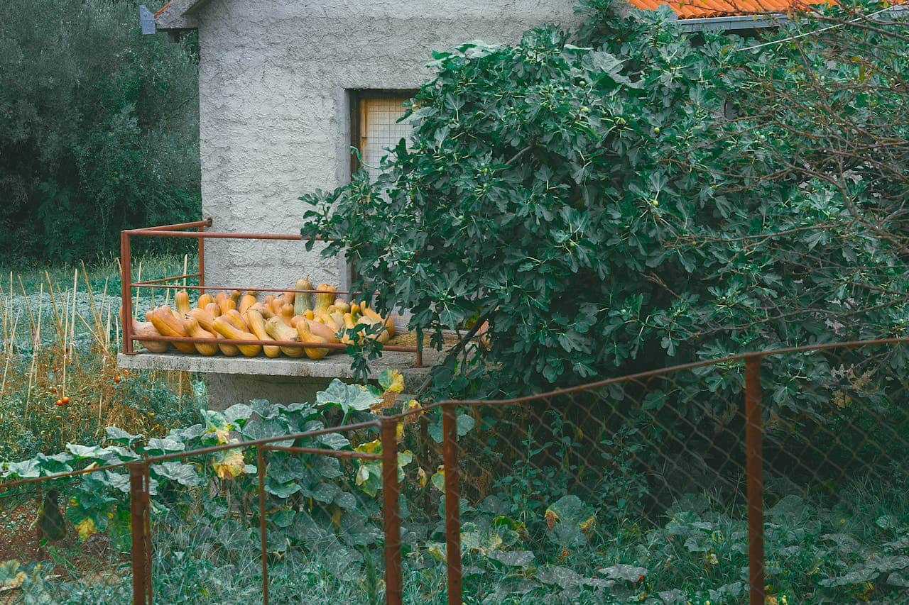 White stucco farmhouse with harvested orange gourds drying on ledge, surrounded by fig tree and rustic garden fence