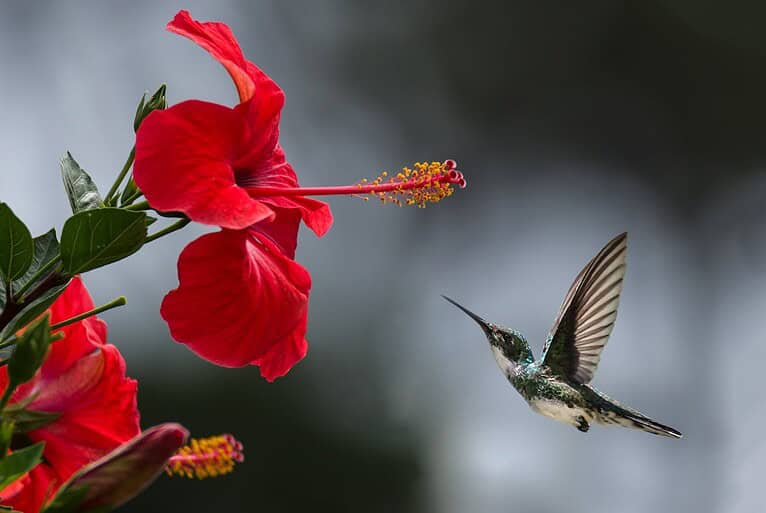 A hummingbird hovering near a vibrant red hibiscus flower, the bird's wings blurred in motion, the flower's stamen visible, green leaves surrounding the flower, soft background bokeh