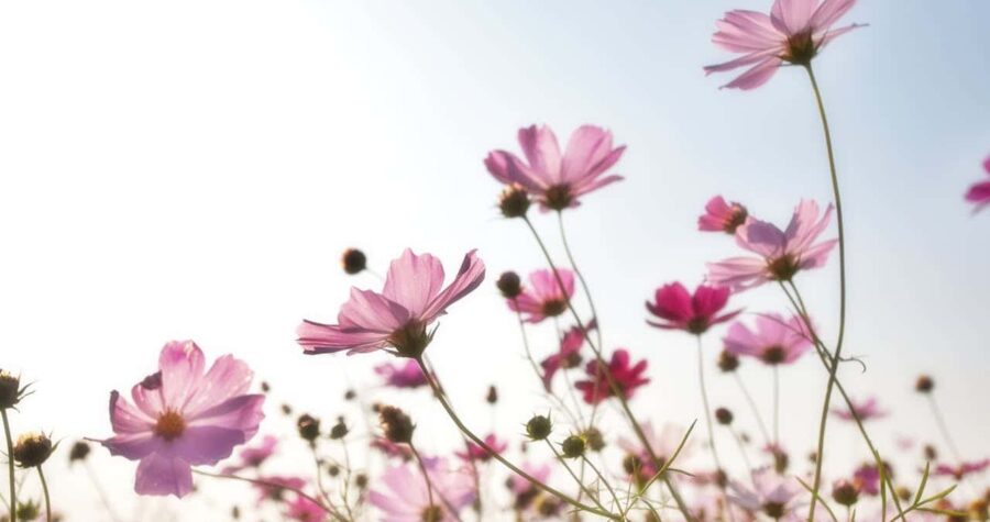 A field of pink cosmos flowers swaying in the breeze, tall stems with delicate petals reaching towards the sky, bright sunlight illuminating the flowers, a soft blur in the background, capturing the natural beauty of the blooming garden