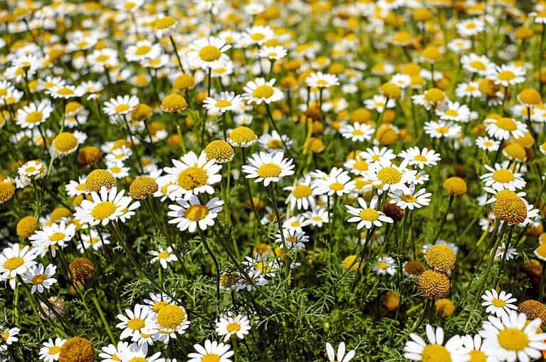 Field of chamomile daisies with white petals and yellow centers alongside yellow globe-shaped flowers growing densely together