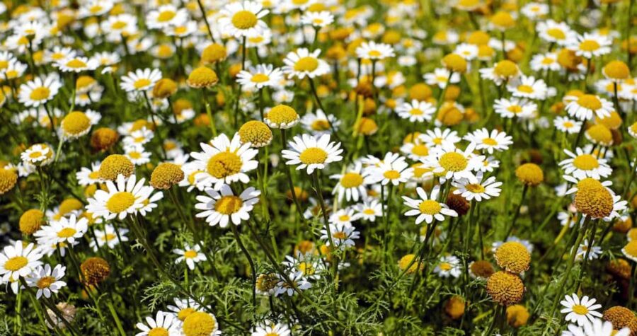 Field of chamomile daisies with white petals and yellow centers alongside yellow globe-shaped flowers growing densely together