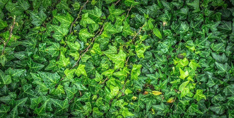 Dense carpet of glossy green ivy leaves with distinctive lobed shapes, showing some water droplets and thin climbing vines throughout