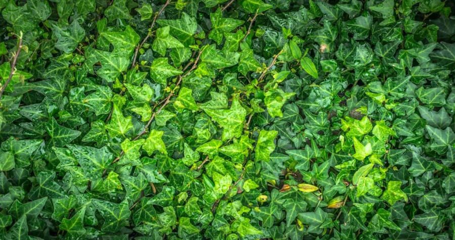 Dense carpet of glossy green ivy leaves with distinctive lobed shapes, showing some water droplets and thin climbing vines throughout