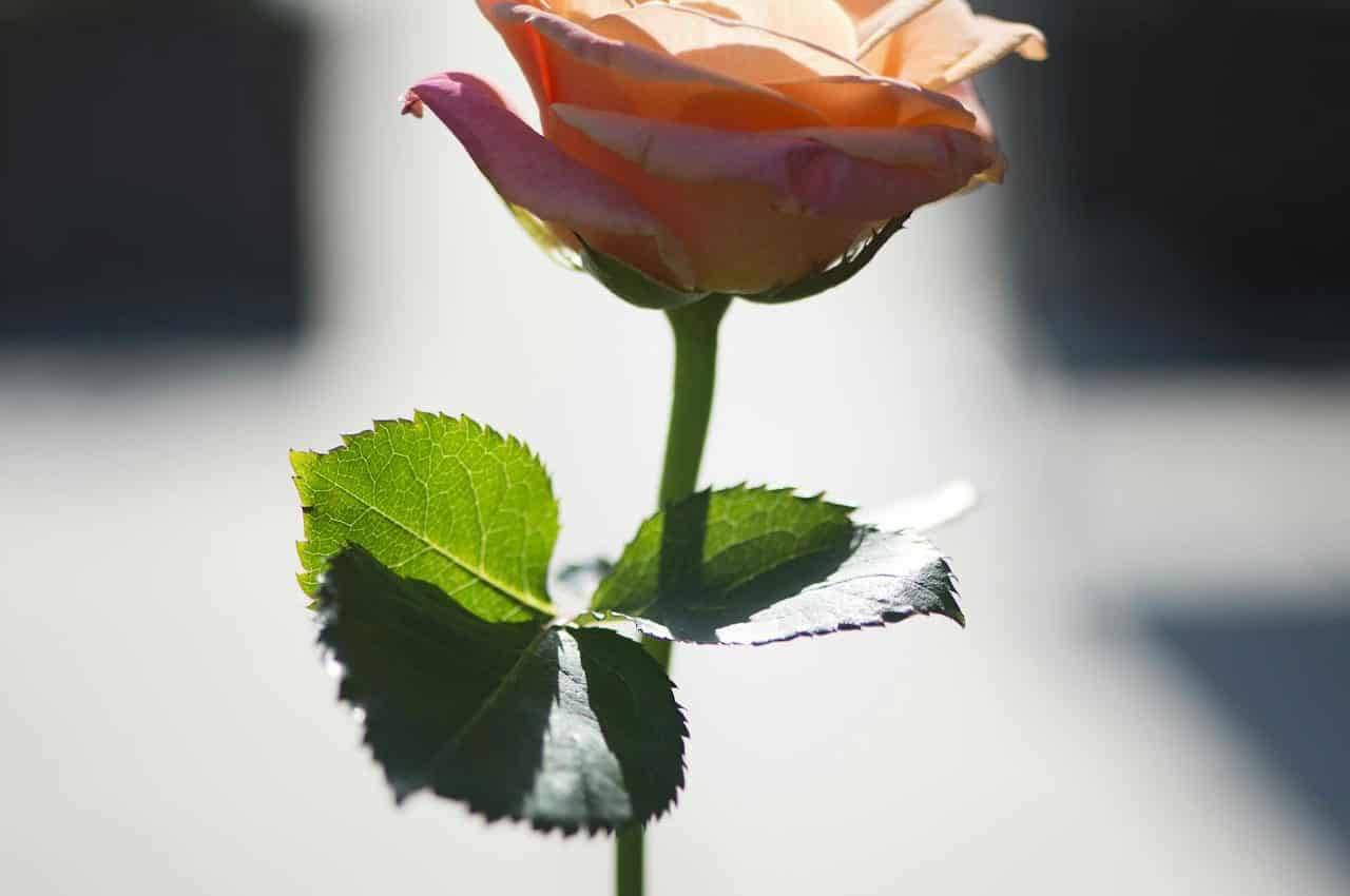 A close-up of a peach-colored rose with green leaves, the rose is in full bloom, soft petals illuminated by light, a bright, clean background highlighting the delicate details of the flower and leaves