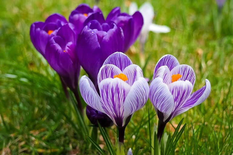 Purple and striped crocus flowers blooming in green grass, with bright orange stamens visible in their centers